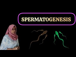 PROCESS OF SPERMATOGENESIS ।। REPRODUCTIVE BIOLOGY