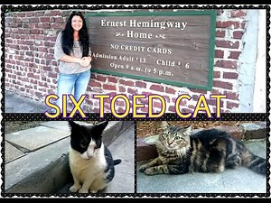 SIXTOED CATS Ernest Hemingway House Key West|Америка|Шестипалые кошки музей Хэменгуея|HelenLin1