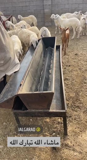 Feeding Sheep and Goat on a Farm