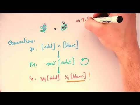 La génétique mendélienne