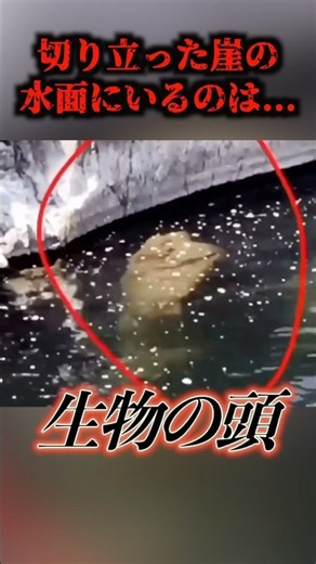 A reptilian creature lurking in the sea... #uma #cryptid #unidentifiedlifeform