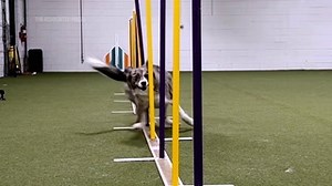 Why border collies usually win the agility contest at Westminster