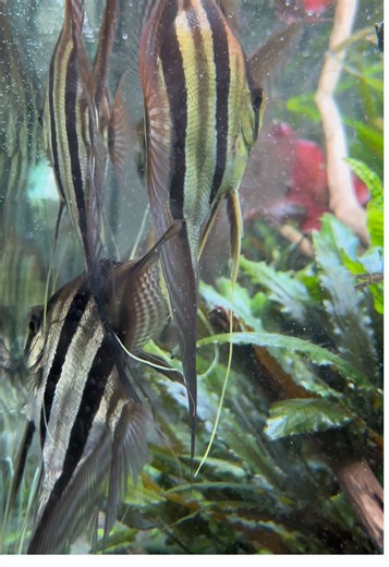 Pterophyllum Altum in Planted Tank #plantedtank #PterophyllumAltum #biotopeaquarium #fishtank #foryoupage