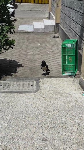 The amazing crow - who tells us the latest news