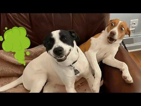 Funny Dogs Farting 🤣 | Hilarious Dog Fart Pranks & Funny Dog Videos