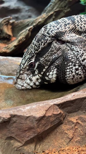 326K views · 2.7K reactions | Terrance Our Blue Tegu Taking a Little Sip :) What a Cutie 殺 年 #cute #animals #reptile #zoo #reels | The Reptarium | Facebook