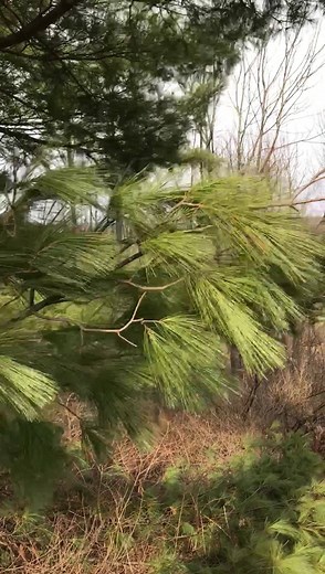 “The Tree of Peace is an important symbol of peace in Iroquois tradition and in the historical record of diplomacy between the Iroquois and Westerners,” says author and American anthropologist AC Parker in the book ‘Certain Iroquois Tree Myths and Symbols. “Weapons would be buried under a tree to seal a peace agreement. A tree might even be uprooted to create a cavity for the weapons. The replanted tree on top would become a tree of peace.” The proliferation and long lives of the pine trees repr