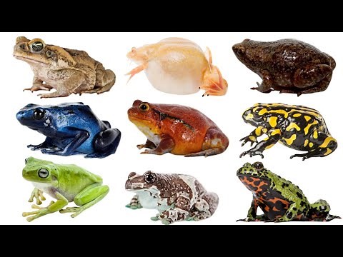 FROG | Type of frog | Learning name and picture of frogs species | Kids life tv