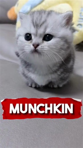 Discover the Adorable Munchkin Cat Breed