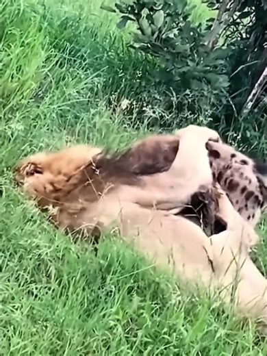 The first fight between a lion and a wolf | Wild life Animals