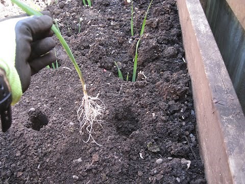 How we plant out leeks - to get extra long white stems