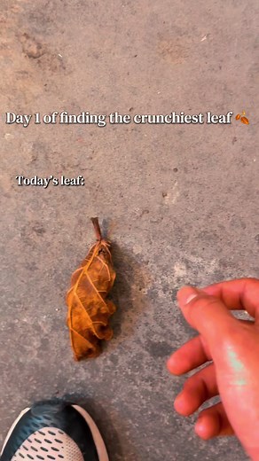 Discover the Crunchiest Leaf: Day 1 ASMR Experience