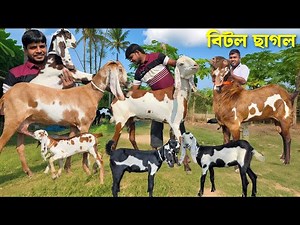 হান্নান ভাইয়ের খামার থেকে বিটল বাচ্চা সহ ছাগল। বিটল বাচ্চা। বিটল পাঠার দাম জানুন Beetal Goat