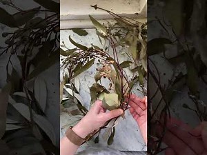 How to Make a Native Wreath | Easy DIY Christmas Wreath Tutorial | Natural Wreath Making