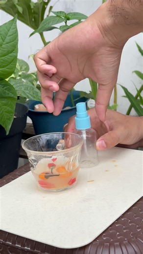 cara membasmi kecoa #survival #lifehacks