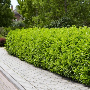 Skip Laurel Shrub