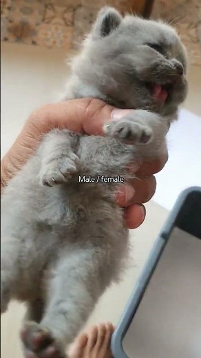 male or female ? #cat #storytime #anabuljalanan #short #kitten #british