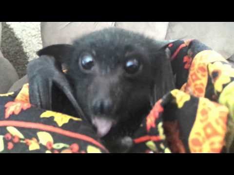 Baby Bat Alegria Eating A Grape.