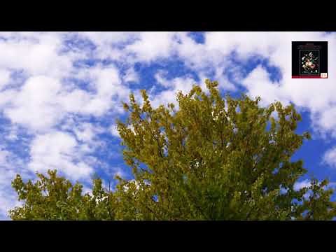 Brahms : String Sextet No.2 in G major, op.36 / Members of the Berlin Philharmonic Octet 1968