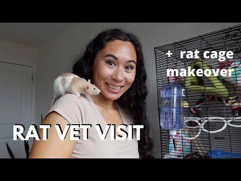 my first RAT VET VISIT (respiratory infection) & new cage layout tour