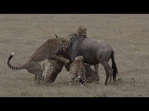 Hungry Cheetahs Take Down Wildebeest