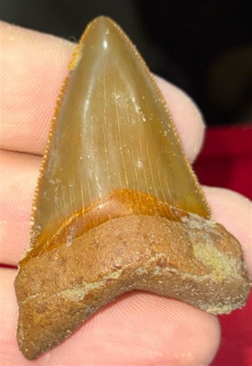 Beautiful Angustidens Fossil Shark Tooth Discovery