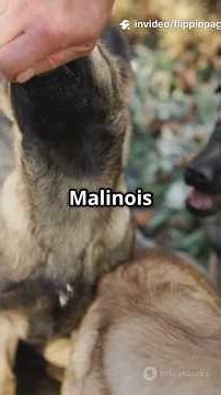 Train Your Belgian Malinois in 5 Minutes!