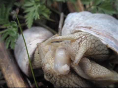 escargots,helix pomatia : accouplement, reproduction ...