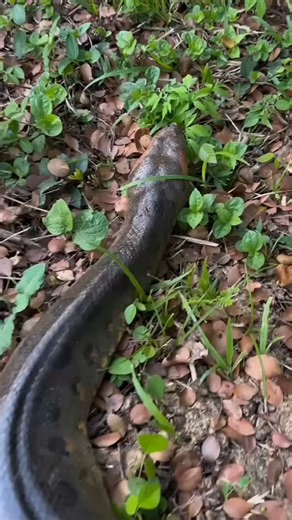 Yoink Guy | Wildlife on Instagram: "Not gonna stop yoink 👍🏻 . . . credits: @fishingarrett @fishingarrett2 . Wildlife florida snake ostrich California yoink jungle Garrett yoinkguy Wild forest . #wildlife #florida #nature #reels #instagram #jungle"