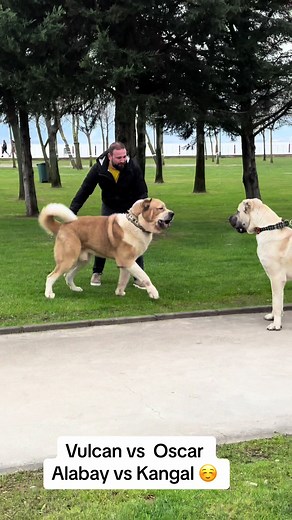 Alabai vs Kangal: Vulcan vs Oscar