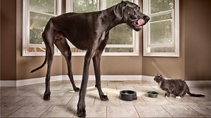 Zeus - the world's tallest dog - video