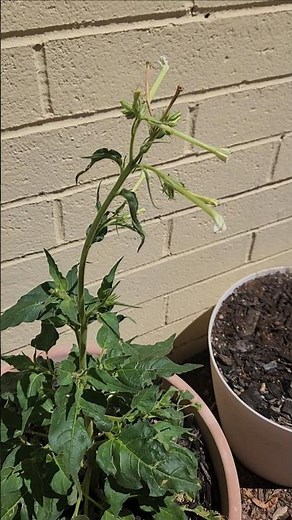 How to Plant Coyote Tobacco #gardening