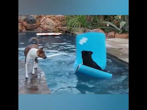 Videos graciosos de perros | Perro vs agua