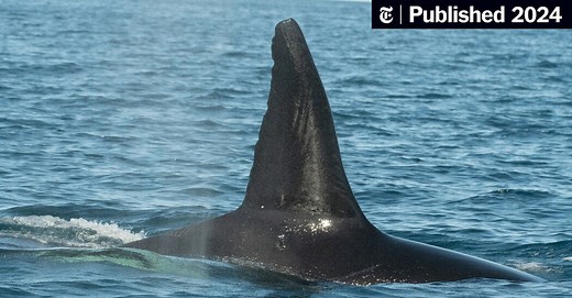 Killer Whales Hunt and Feast on the Largest Fish on Earth