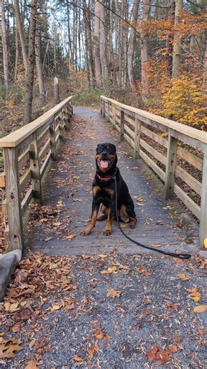 It's been awhile since we've had a Meatloaf post! His world remains small but he still gets enrichment regularly, mostly with car rides, which he LOVES! Today's enrichment was a car ride and a Mama/Meatloaf walk in the woods. He does so well with Bear and every time we get a new foster I am reminded that Meatloaf is exactly where he belongs! #4pawssakepameatloaf PS This song 🤣😂🤣 | Laura McCloskey