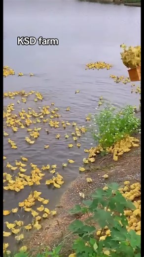 KSD Farm: Your Guide to Audition Insights