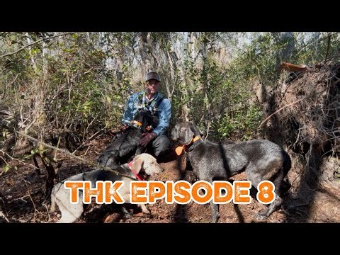 Hog hunting with Dogs!