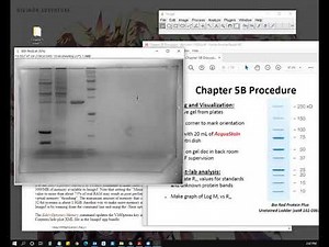 Using ImageJ to measure polyacrylamide gel images