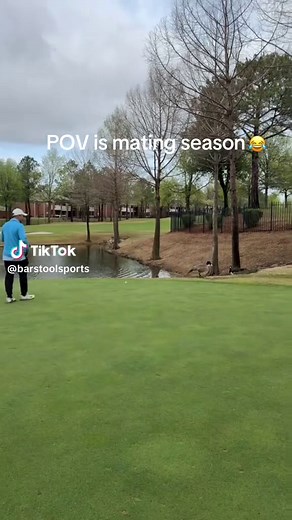 Goose Mating Season POV: Funny & Goofy Moments