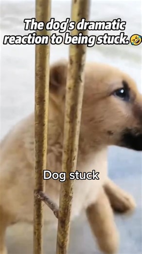 5.3K views · 17 reactions | Funny dog stuck #dog #funnydog #compilation #stuck #reels #reelsvideo #reelsviral #reelsinstagram | animals funny | Facebook