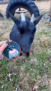 Since everyone thought it looked evil, the “Bella” ornament is 50% off!!! Also, check out today’s “12 days of Christmas” deal on the KVS Store! Link is in the comments⬇️🐐🖤🎄 | Katie Van Slyke