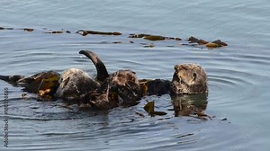HD Video of many California Sea Otters grooming and playing in shallow ocean waters close to shore. Sea otters spend much of their time grooming. When eating, sea otters roll in the water frequently.