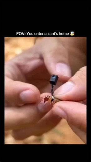 Alpha Learn on Instagram: "The video features a 12-second satisfying clip where a tiny camera is attached to an ant’s head, revealing what an ant nest actually looks like from the inside — and it’s nothing like what people expect. As the ant enters its nest, the footage shows narrow tunnels, interconnected chambers, and constant movement, proving how organized and functional ant colonies really are. Such ultra-light micro cameras are specially designed for insect research so they don’t disturb n