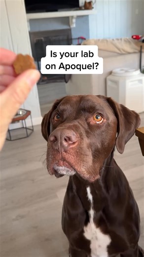 DM-01™ Daily Multivitamin is an all-in-one solution to common skin issues such as allergies, itching, yeast infection, paw-licking, hotspots and irritation. ✔️ 12 Clinically-backed ingredients ✔️ Vet-Formulated ✔️ Made in Vermont Start your dog's health journey today. | Dog is Human