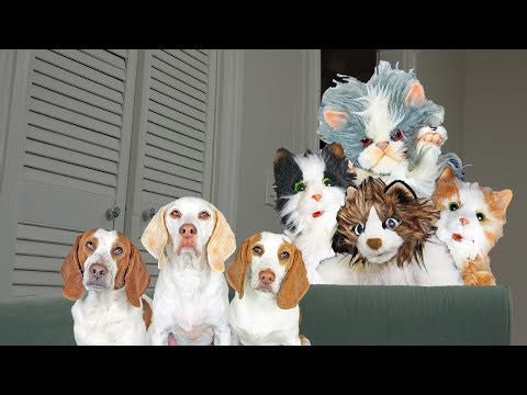 Dogs vs Cat Invasion Prank! Funny Dogs Maymo & Potpie and Puppy Indie Battle Cat Apocalypse