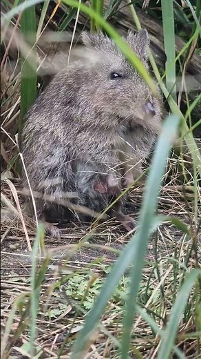 First potoroo joey born at Marwell