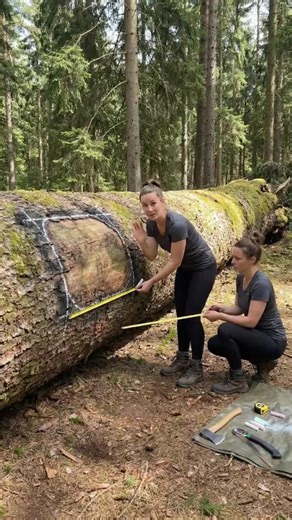 Discover a Hidden Sleep Spot in a Tree Log