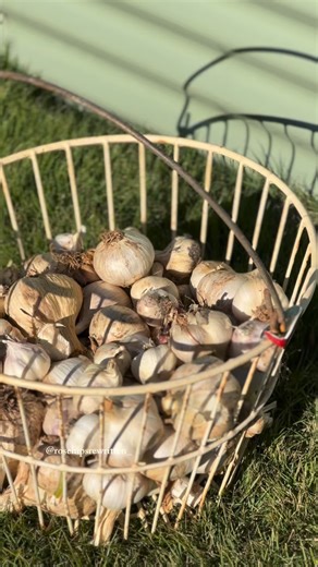 Let this be your sign to plant garlic! 🧄 In my zone 7B here in Georgia we typically plant around October 15 and harvest around June 15. So do your own research and see when your best planting and harvesting times are but if I had to guess it probably isn’t too late to at least try to plant some this year. all of my garden beds are @birdiesgardenproducts from @epicgardening Epic Gardening has them on sale right now for at least 25% off, but I did see some for up to 35% off! My code ROSEHIPSREWRI