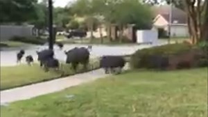 Wild hogs captured on video running through Spring neighborhood