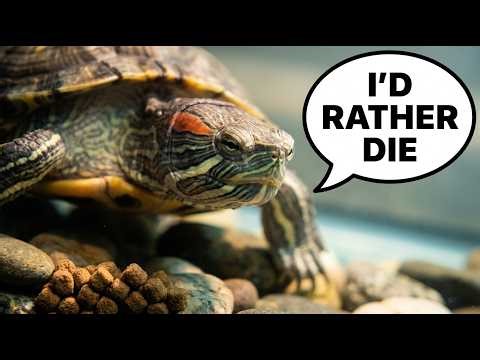 Why Your Turtle Stopped Eating (5 Causes, 1 Is Deadly)